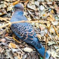 Natures camouflage ... Wild Oriental Turtle Dove, Streptopelia orientalis